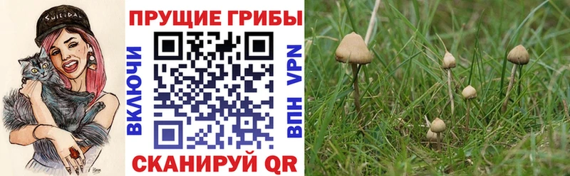 Псилоцибиновые грибы Psilocybine cubensis ссылка на мегу зеркало Рошаль